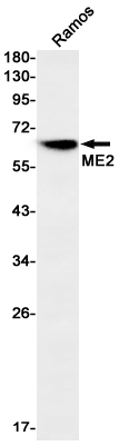 Rabbit monoclonal antibody