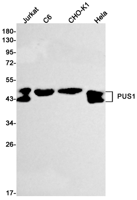 Rabbit monoclonal antibody