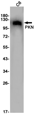 Rabbit monoclonal antibody