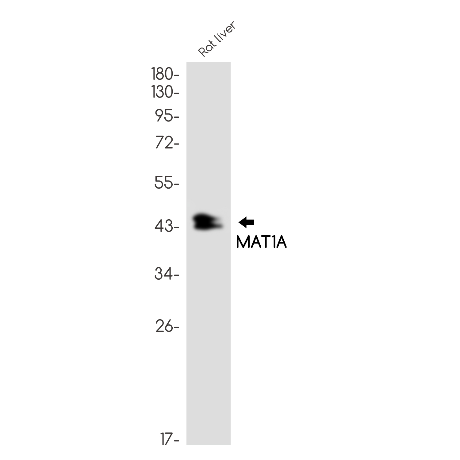 Rabbit monoclonal antibody