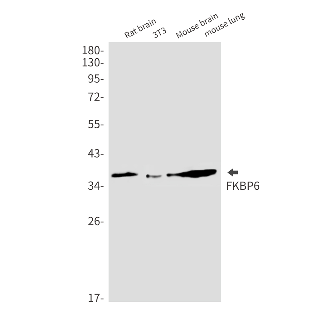 Rabbit monoclonal antibody