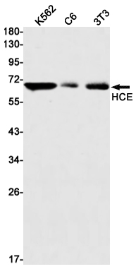 Rabbit monoclonal antibody