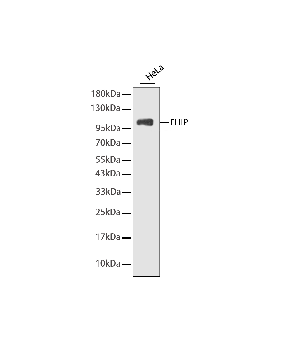 Rabbit monoclonal antibody