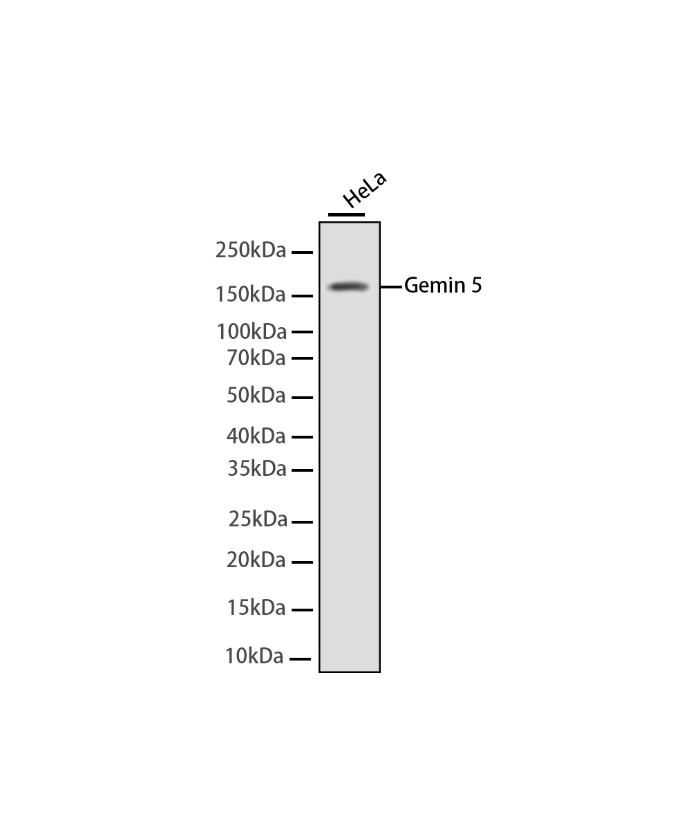 Rabbit monoclonal antibody