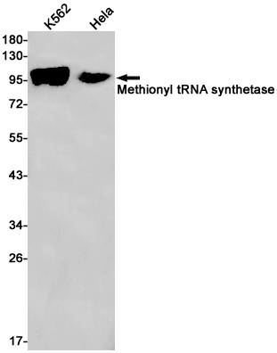 Rabbit monoclonal antibody