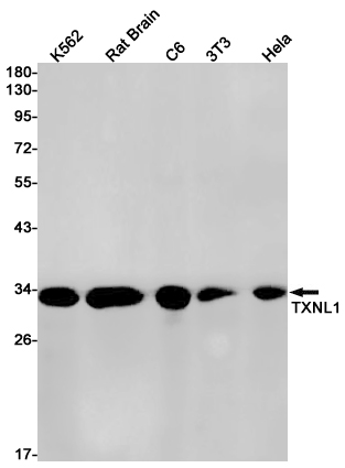 Rabbit monoclonal antibody