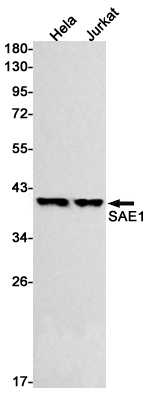 Rabbit monoclonal antibody