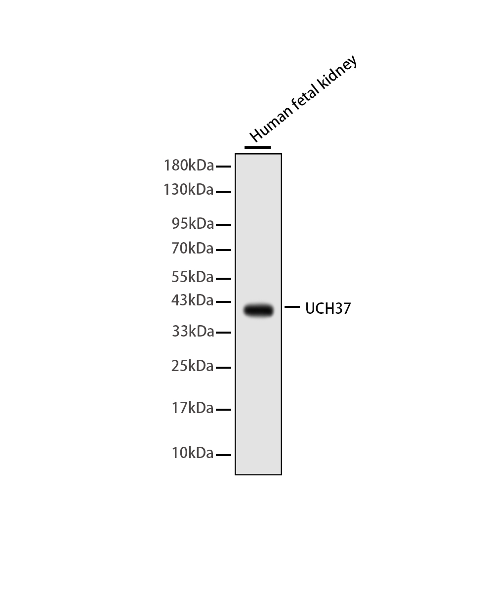 Rabbit monoclonal antibody