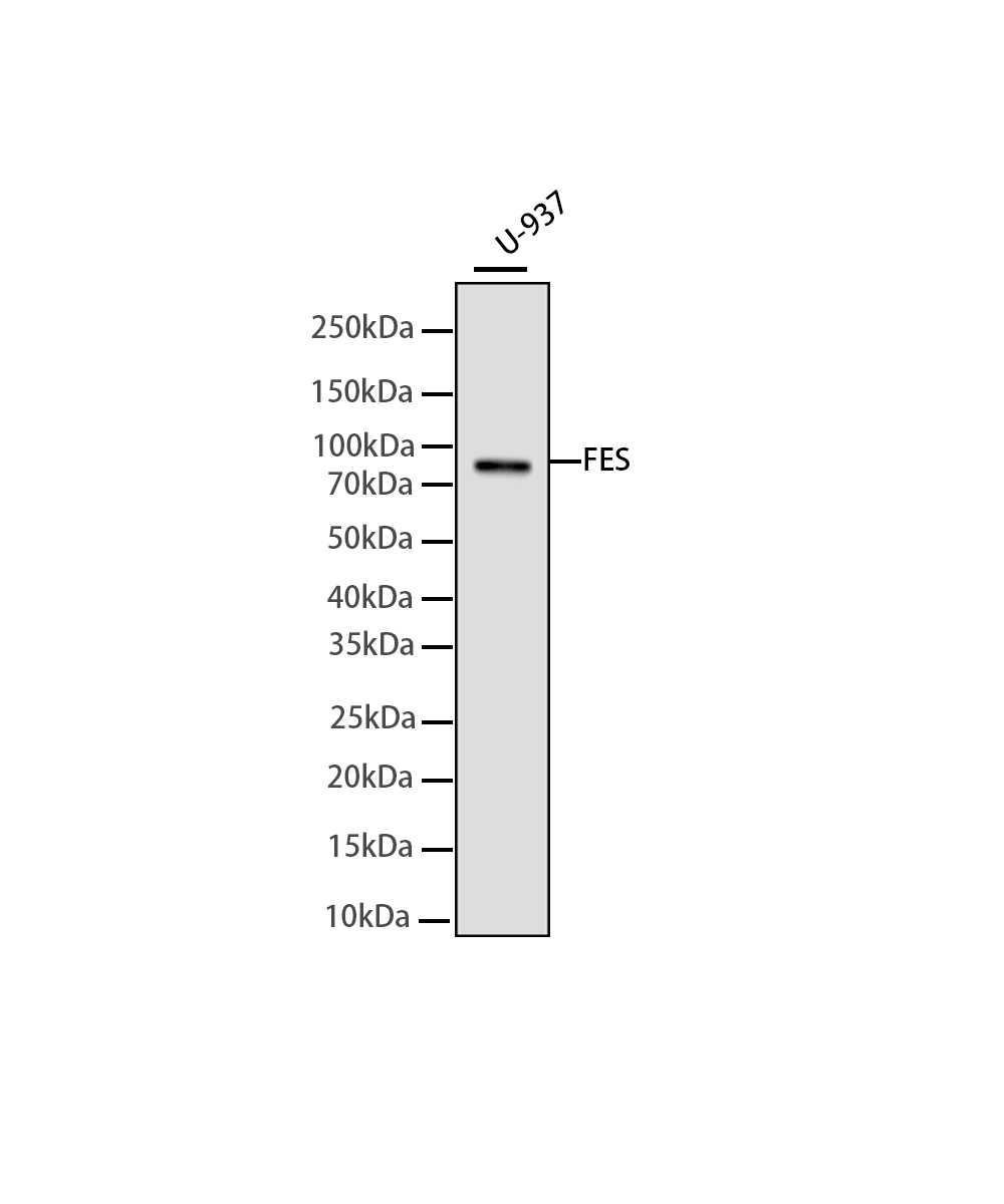 Rabbit monoclonal antibody