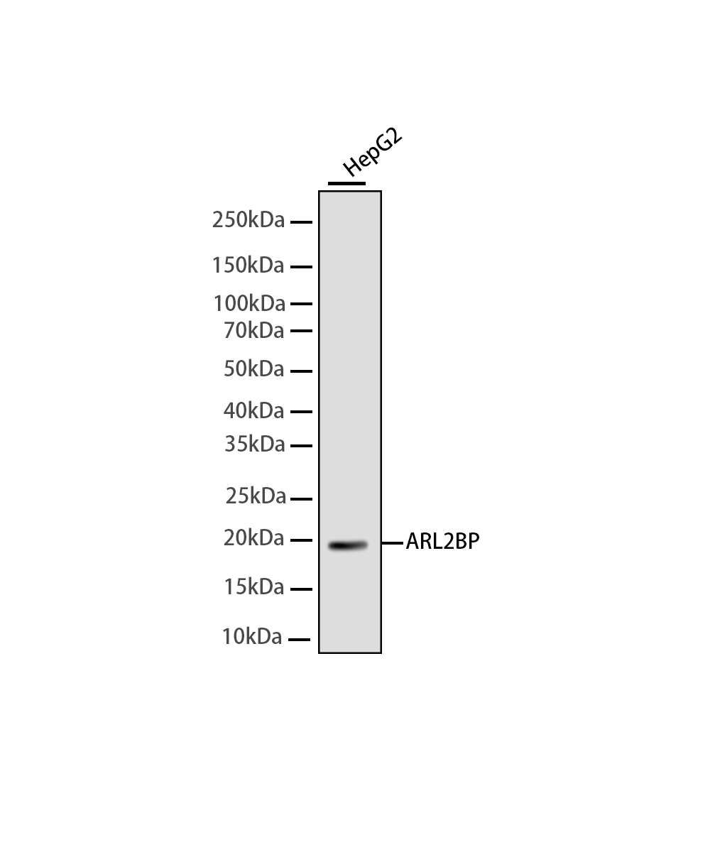 Rabbit monoclonal antibody