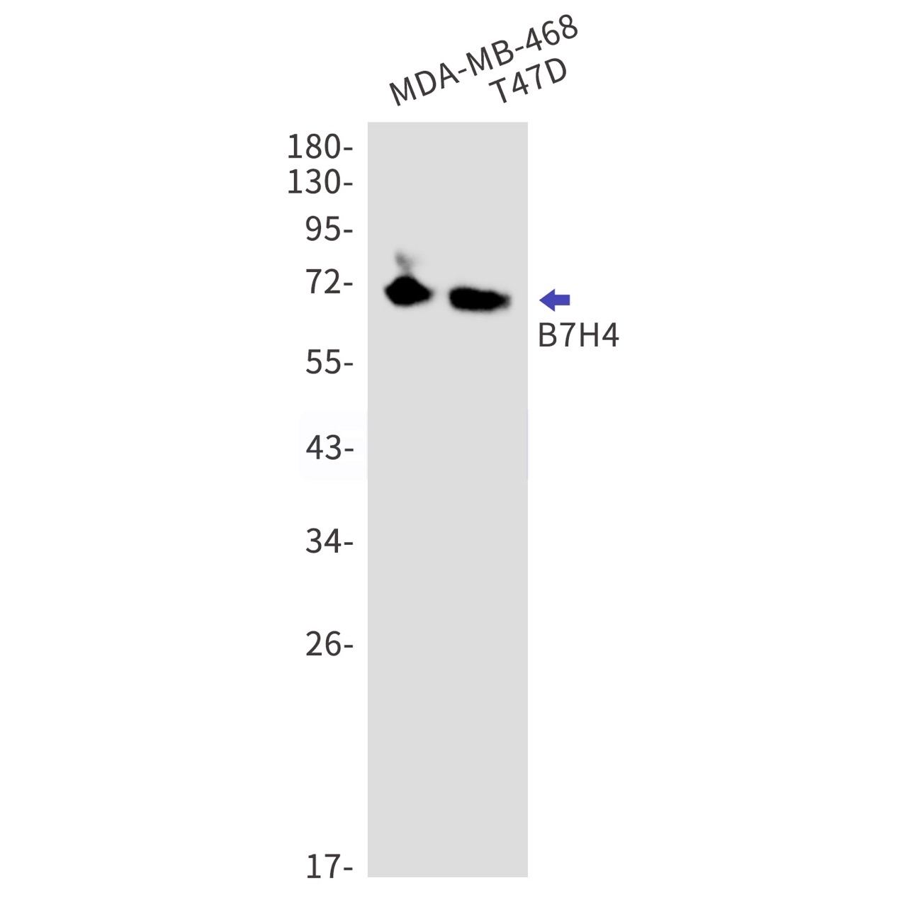Rabbit monoclonal antibody