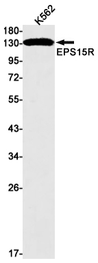 Rabbit monoclonal antibody