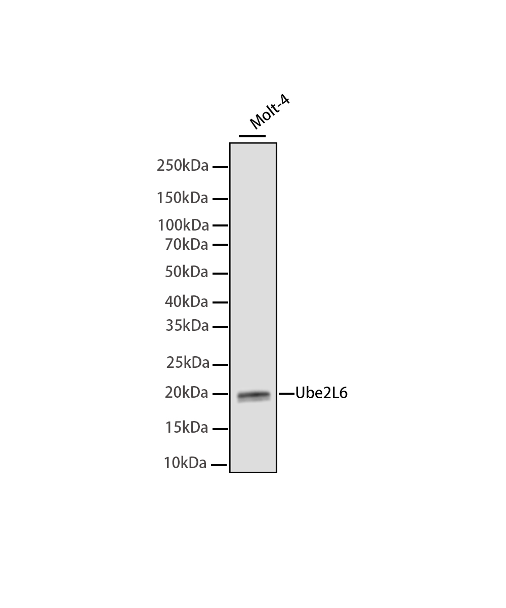 Rabbit monoclonal antibody