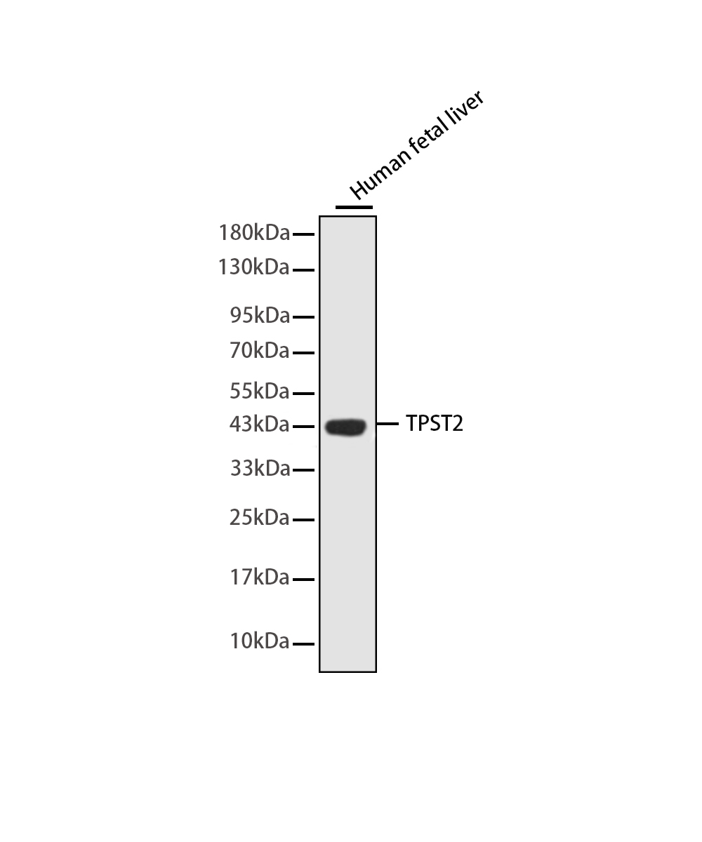 Rabbit monoclonal antibody