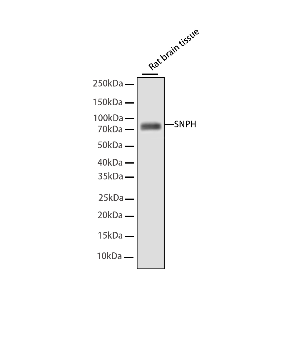 Rabbit monoclonal antibody