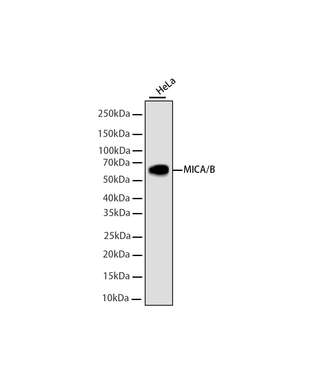 Rabbit monoclonal antibody