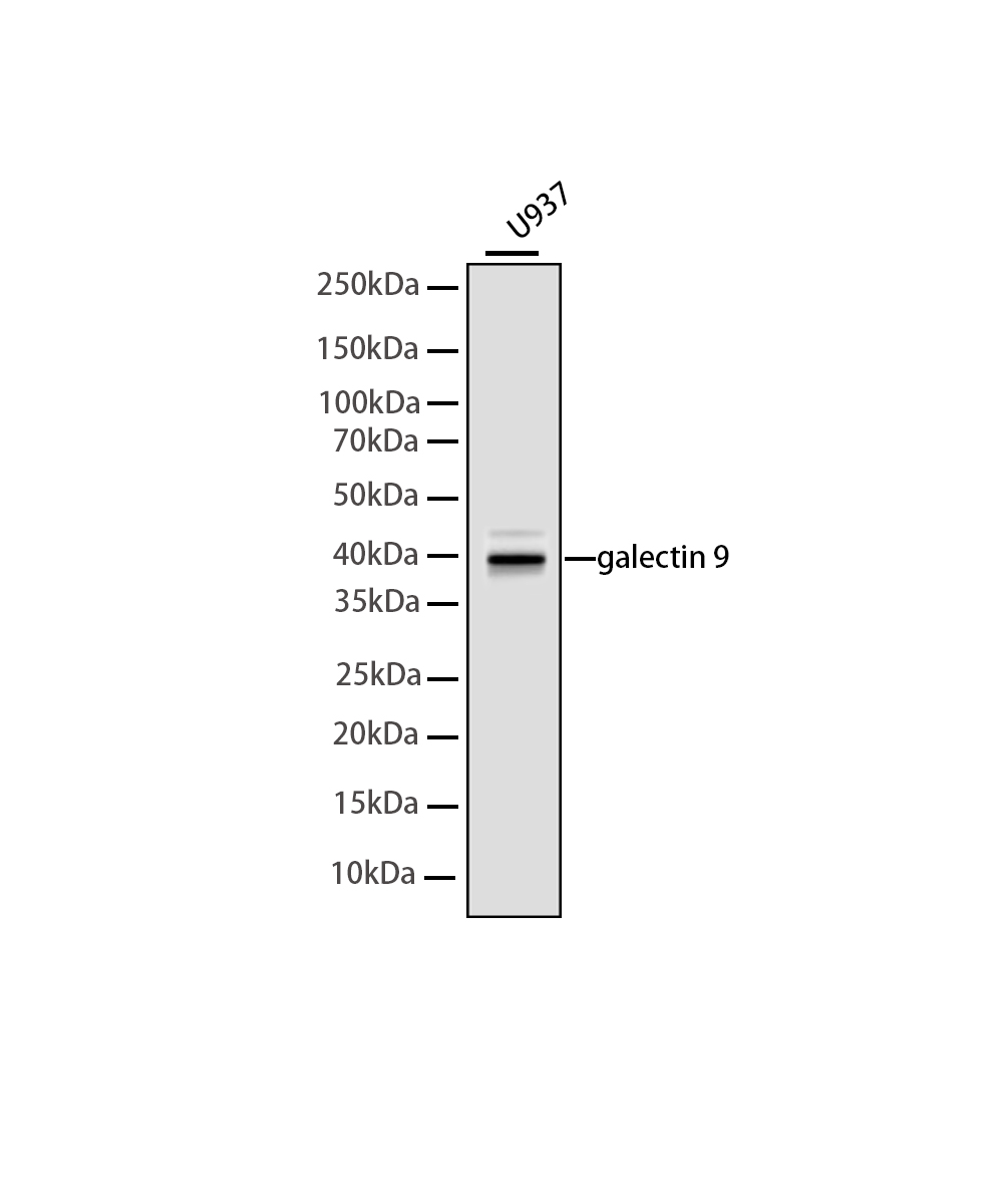 Rabbit monoclonal antibody