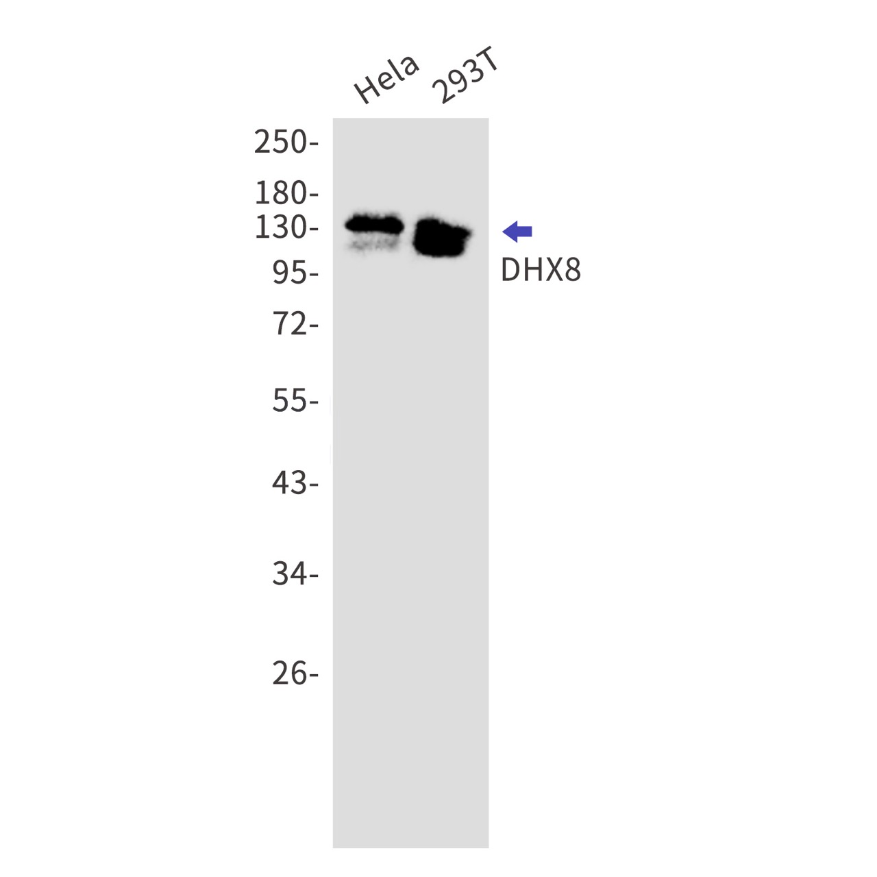 Rabbit monoclonal antibody