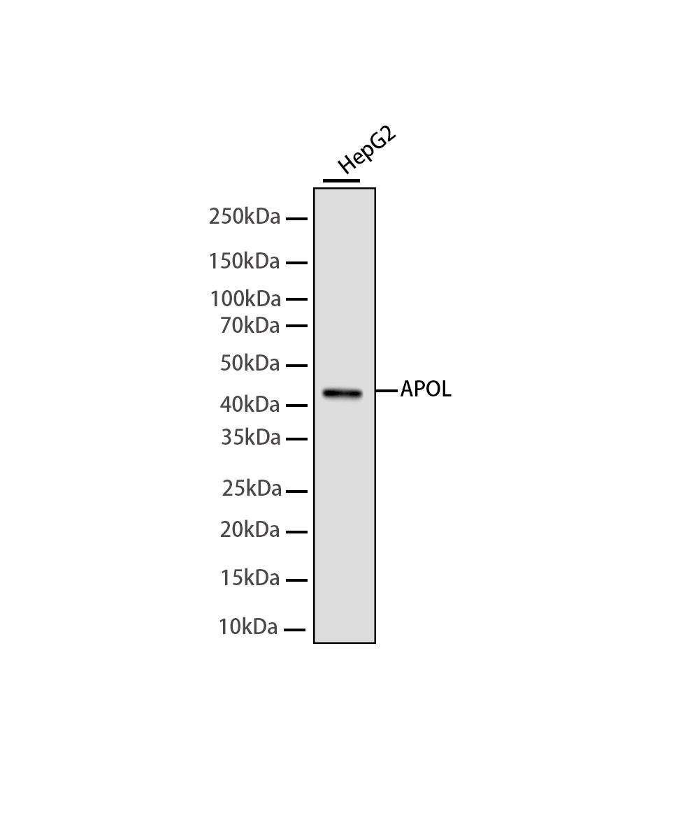 Rabbit monoclonal antibody