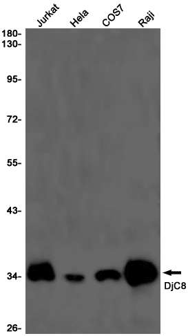 Rabbit monoclonal antibody