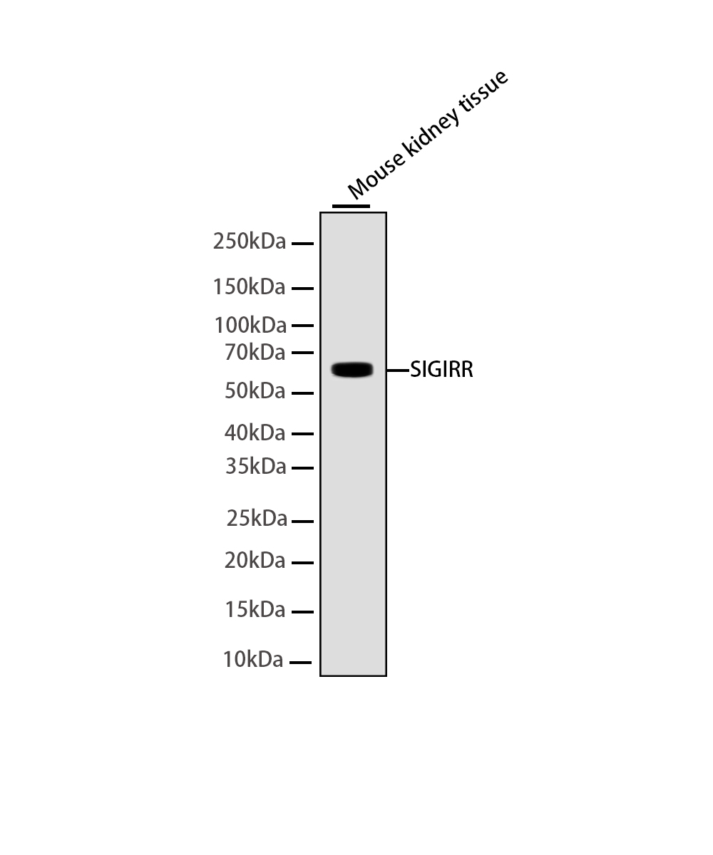 Rabbit monoclonal antibody