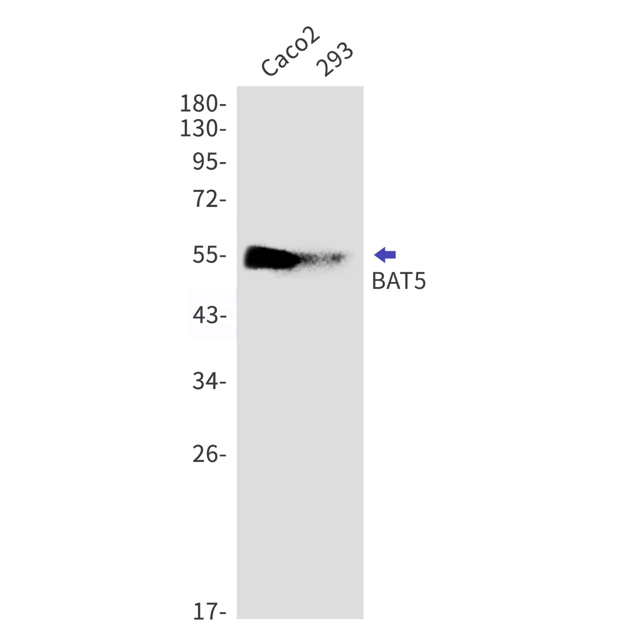 Rabbit monoclonal antibody
