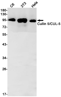 Rabbit monoclonal antibody