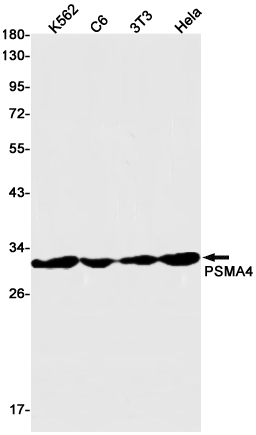 Rabbit monoclonal antibody