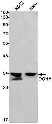 Rabbit monoclonal antibody
