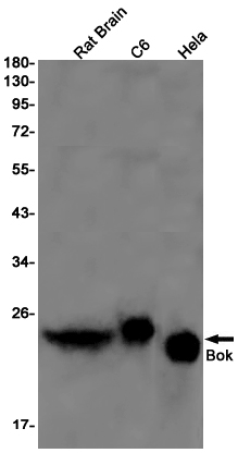 Rabbit monoclonal antibody