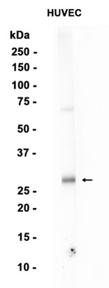 Rabbit monoclonal antibody