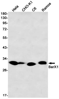 Rabbit monoclonal antibody
