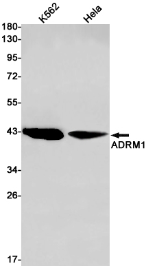 Rabbit monoclonal antibody