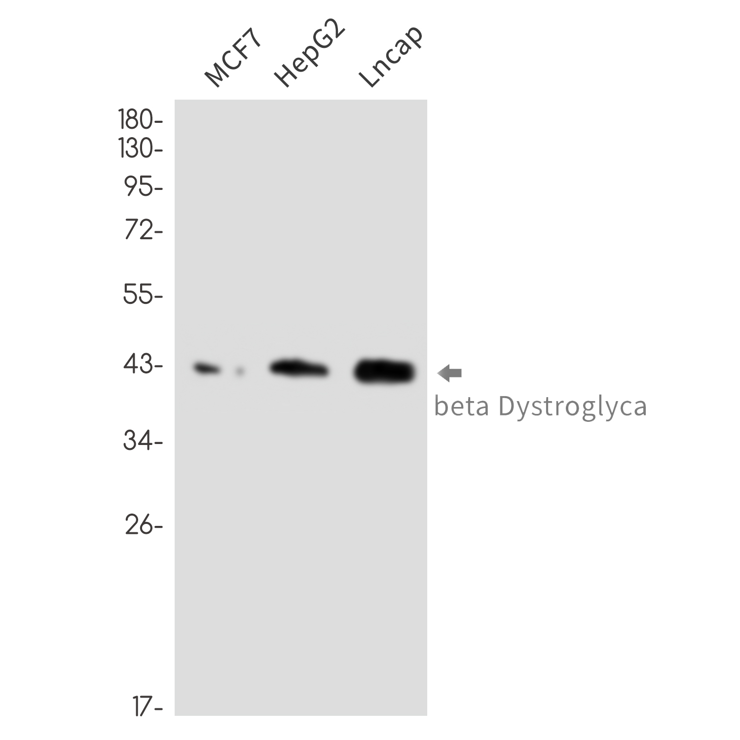 Rabbit monoclonal antibody