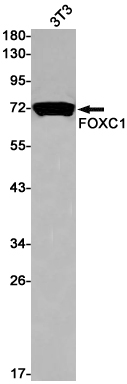 Rabbit monoclonal antibody