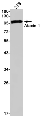 Rabbit monoclonal antibody