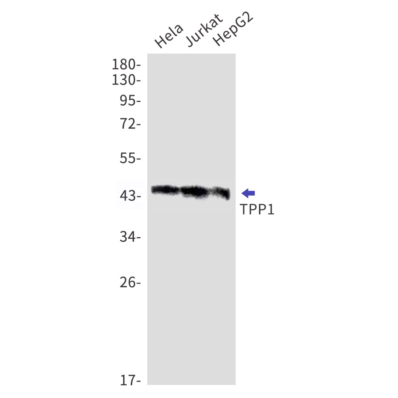 Rabbit monoclonal antibody