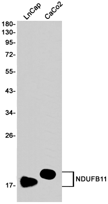 Rabbit monoclonal antibody