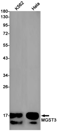 Rabbit monoclonal antibody
