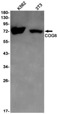 Rabbit monoclonal antibody