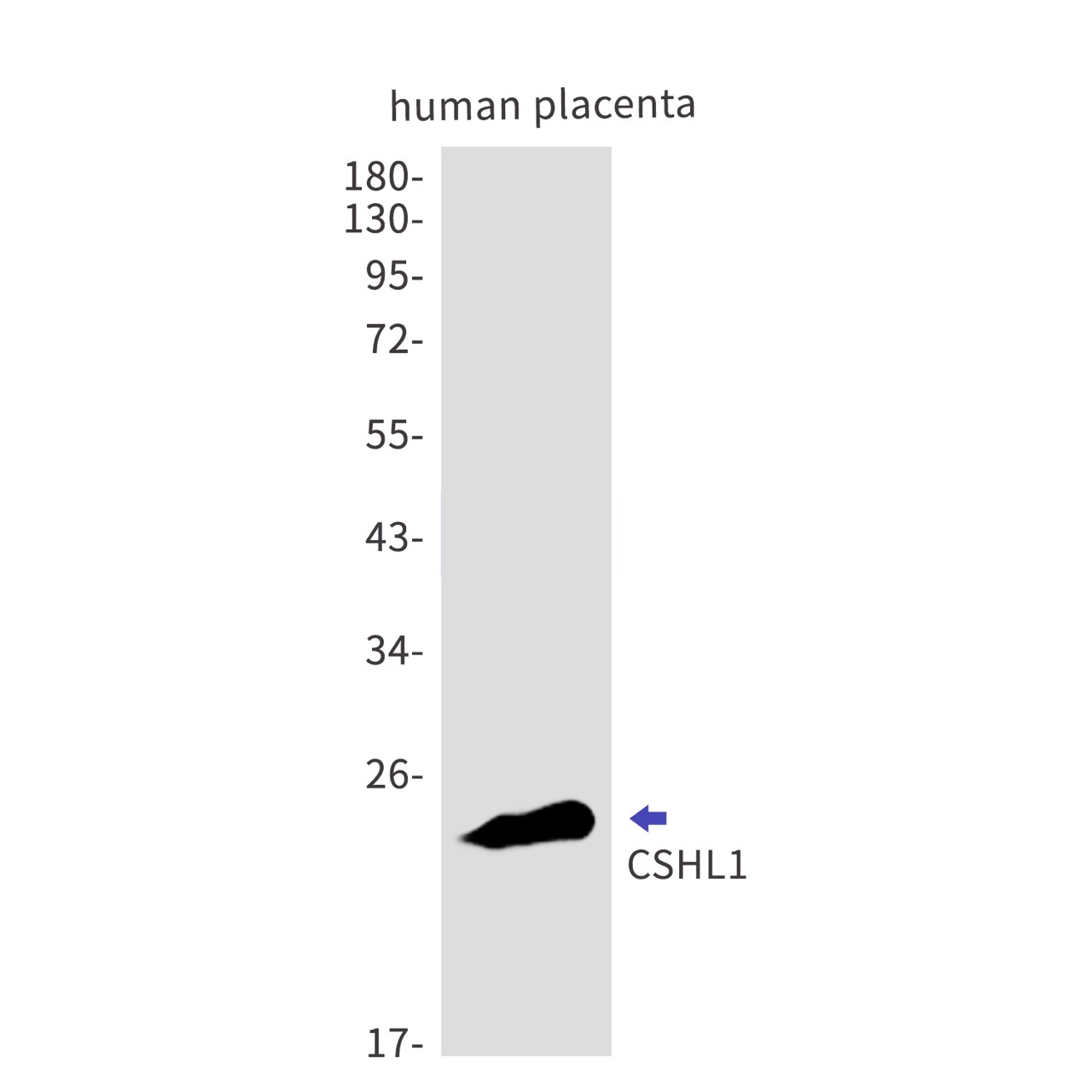 Rabbit monoclonal antibody