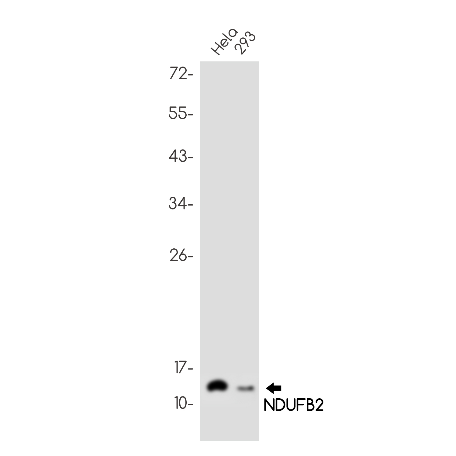 Rabbit monoclonal antibody