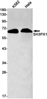 Rabbit monoclonal antibody