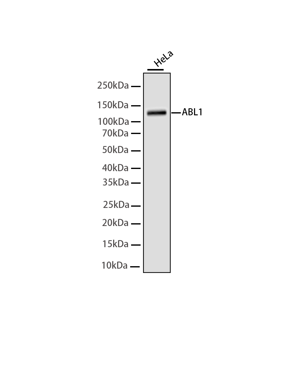 Rabbit monoclonal antibody