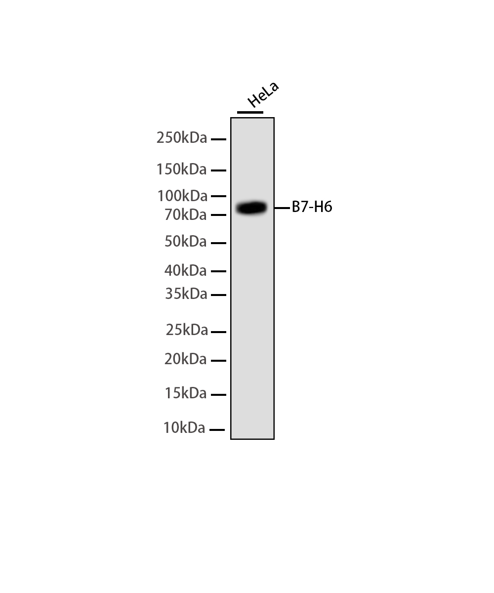 Rabbit monoclonal antibody