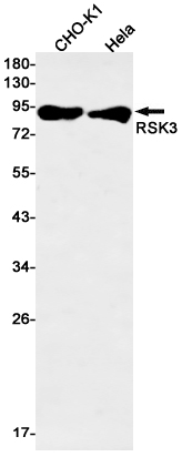 Rabbit monoclonal antibody
