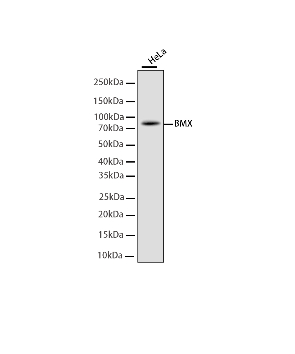 Rabbit monoclonal antibody