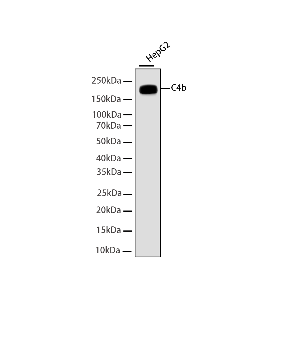 Rabbit monoclonal antibody