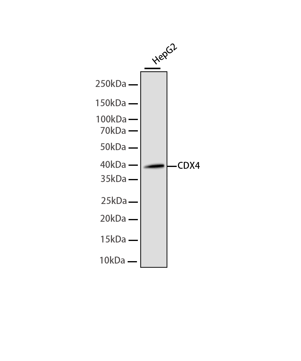 Rabbit monoclonal antibody