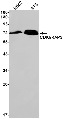 Rabbit monoclonal antibody